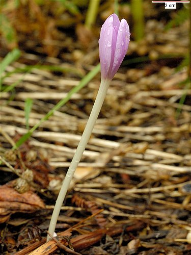 Spanish Saffron