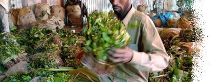 Fresh Khat-Fresh Khat Manufacturers, Suppliers and Exporters