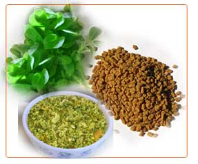 Tajagro Methi seeds