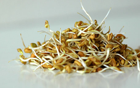 Tajagro Fenugreek Sprouts