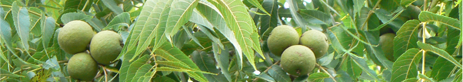 Black_Walnut_nut_and_leave