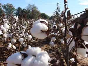 cotton plants