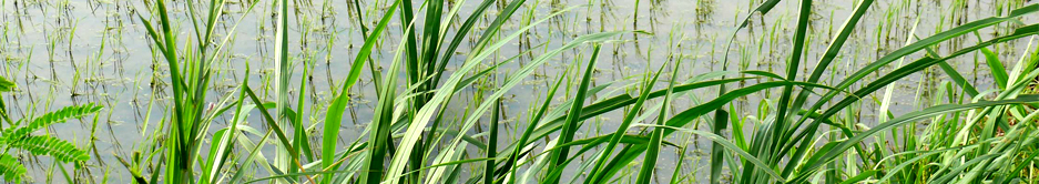 rice-field-bali