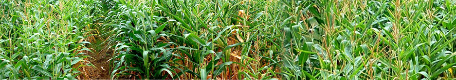 tajagro Crops