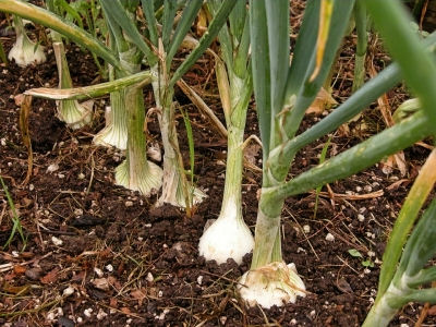 tajagro_onion_plants