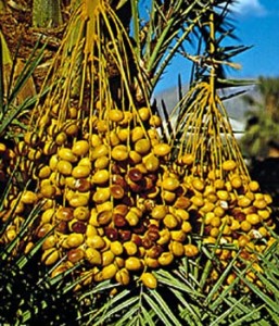 date palm