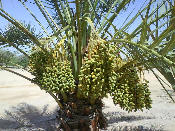 Date Palm Tree