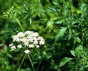 anise plant