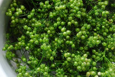 Coriander seed