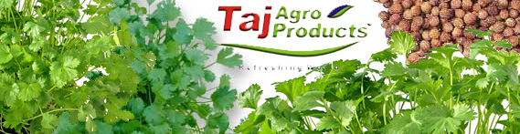 Coriander-Taj-Agro