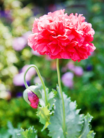 poppy plant