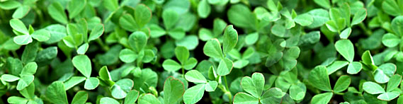 fenugreek-leaves-banner