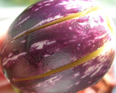 tajbrinjal