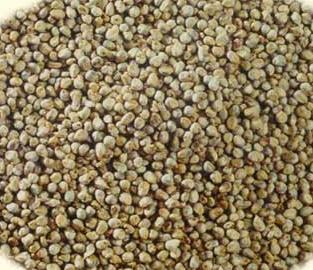 bajra cattle seeds