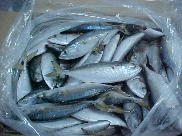 mackerel fish