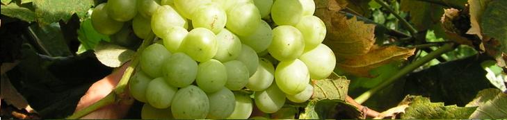 tajgrapes