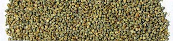 bajra seeds