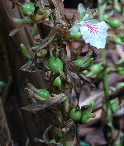 tajagroproducts/images/green cardamom flower and pods.jpg