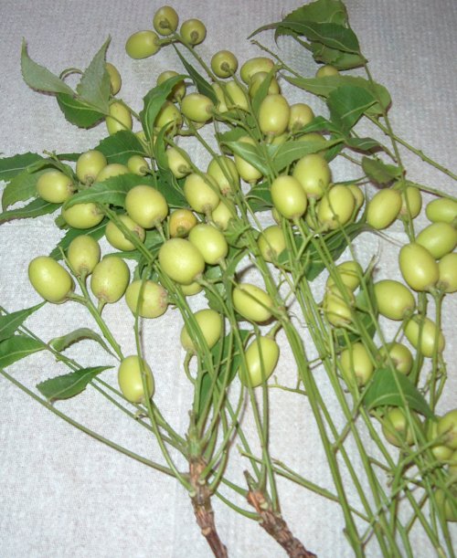 kacha neem seeds 