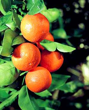 orange trees