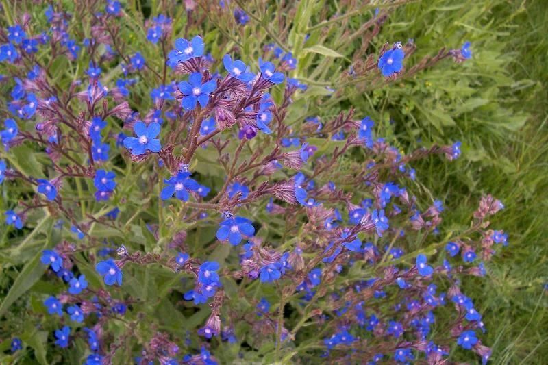 anchusa italica