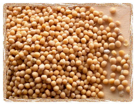 Yellow Mustard Seeds