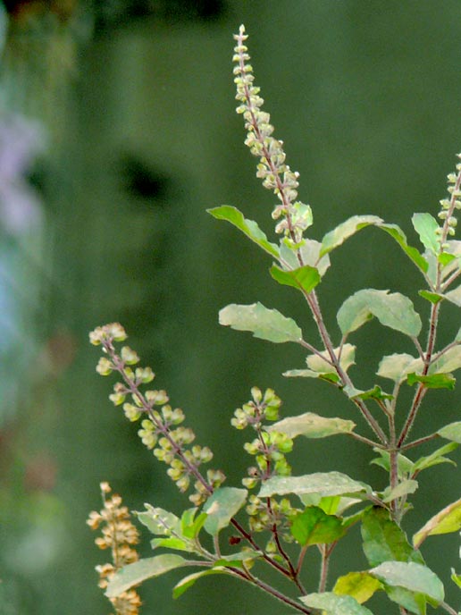 tulsi