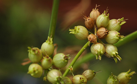 Coriander Seeds