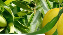 export Alphonso Mango,Raspuri,Totapuri,Pulp,Concentrate