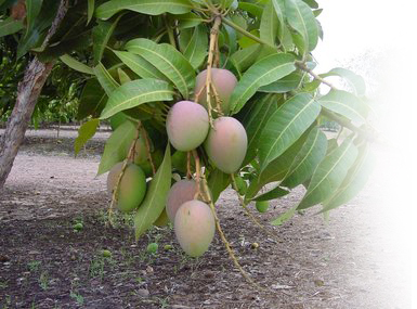 Alphonso Mango Tree