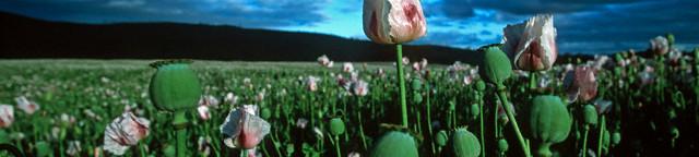 poppy seed for use in cooking and baking, for example poppy seed rolls.