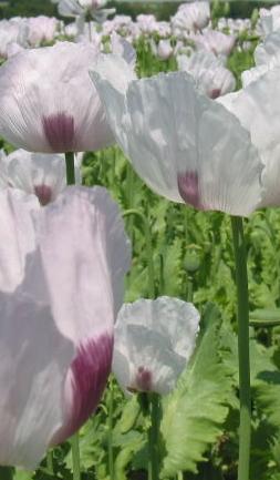 poppy seeds flowers