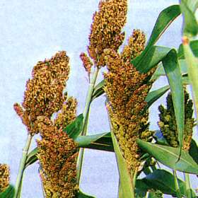 sorghum seeds