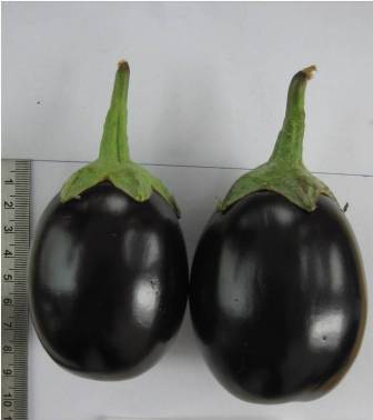 kalamoti brinjal