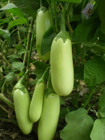 kanchi brinjal