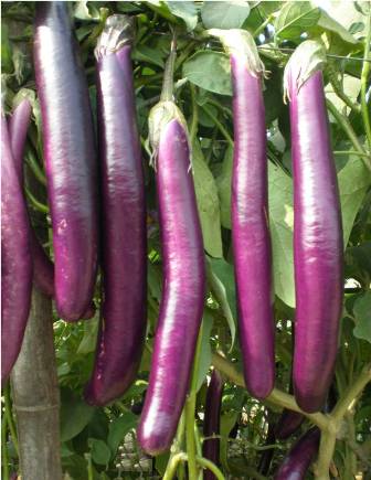 samidha brinjal