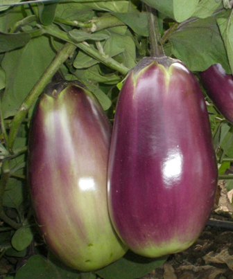 raigaon brinjal