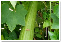 sponge gourd beans