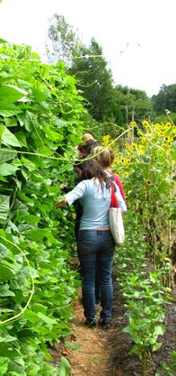 bottle gourd beans