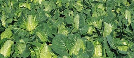 Cabbage plant