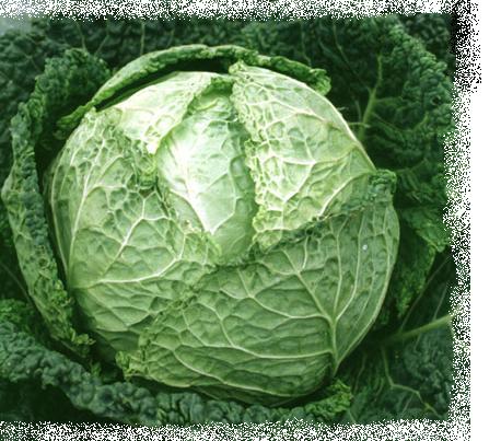 Growing Cabbage