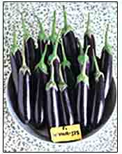 hubrid VNR 125 brinjal