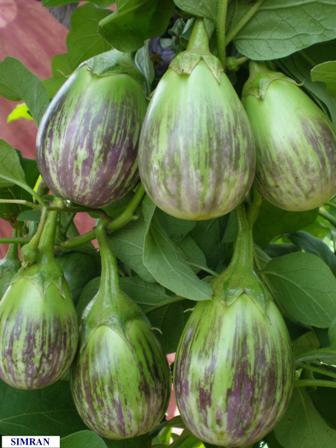 Hybrid TAP Simran (Light Purple-Green brinjal)