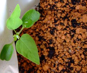 brinjal plant