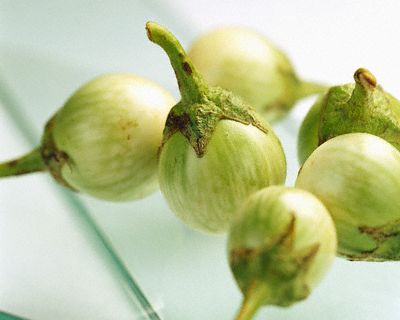 green brinjal