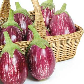 brinjal seeds