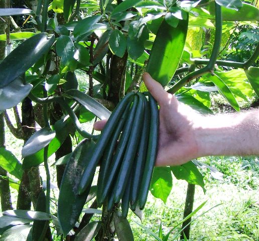 vanilla beans on vine