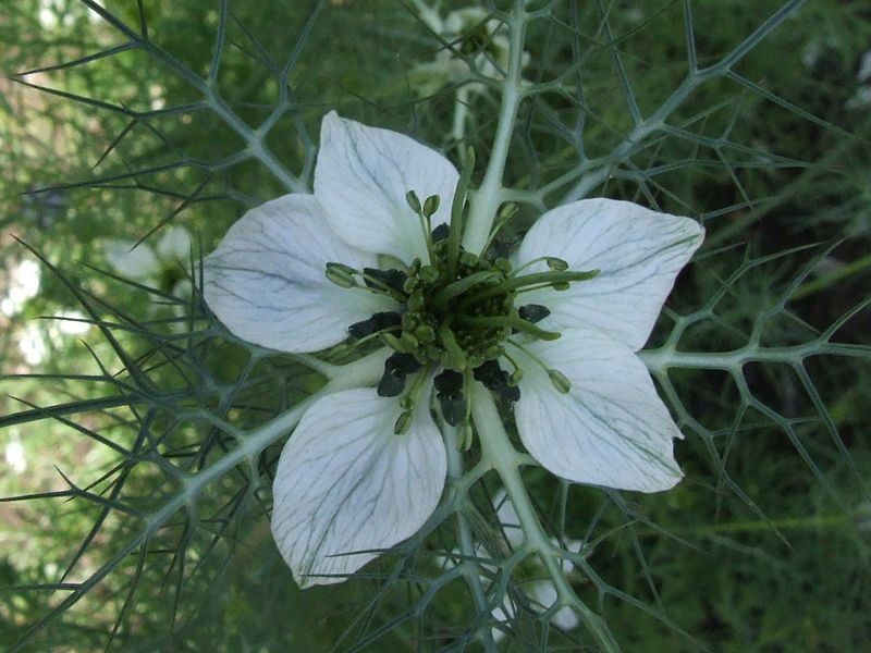 kalonji Black Seed Flower