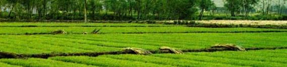 rice paddy