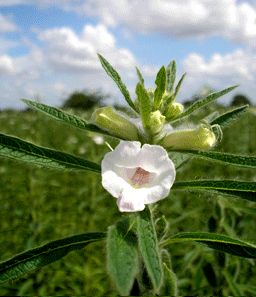 sesameflower